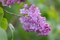 Common lilac Syringa vulgaris, pink lilac inflorescence